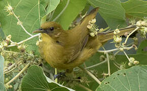 Halmahera Golden Bulbul