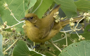 Bulbul d'Halmahera