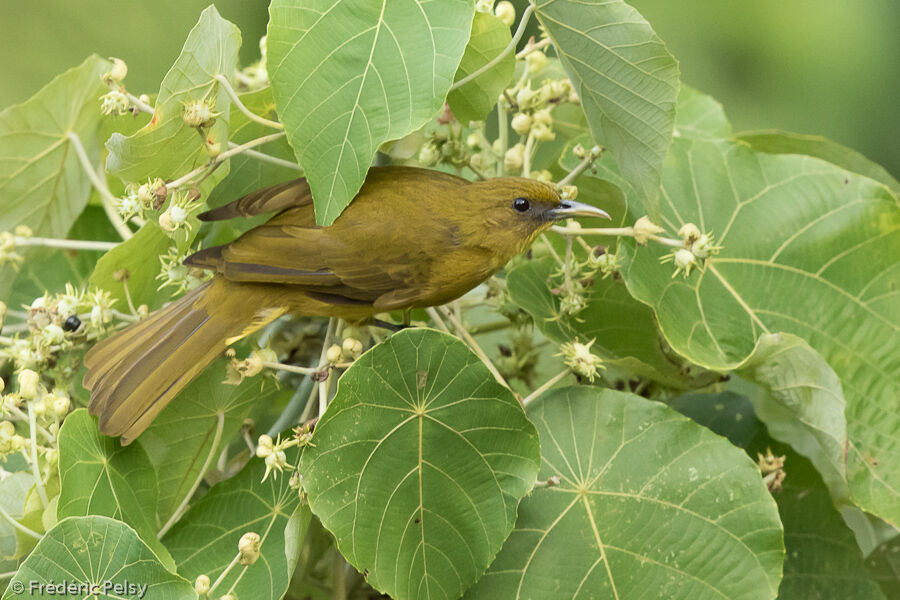 Bulbul d'Halmahera, identification