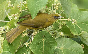 Halmahera Golden Bulbul