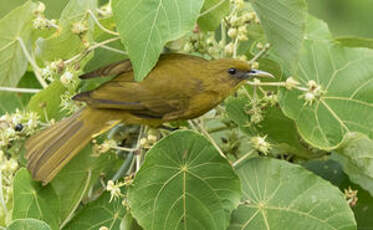 Bulbul d'Halmahera