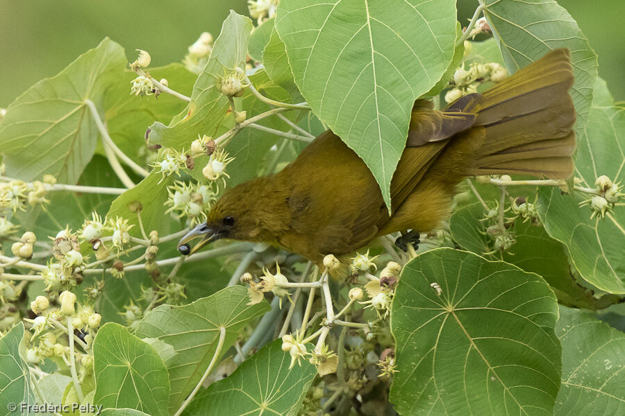 Bulbul d'Halmahera, mange