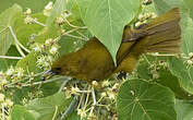 Bulbul d'Halmahera