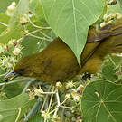 Bulbul d'Halmahera