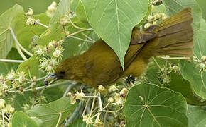 Halmahera Golden Bulbul