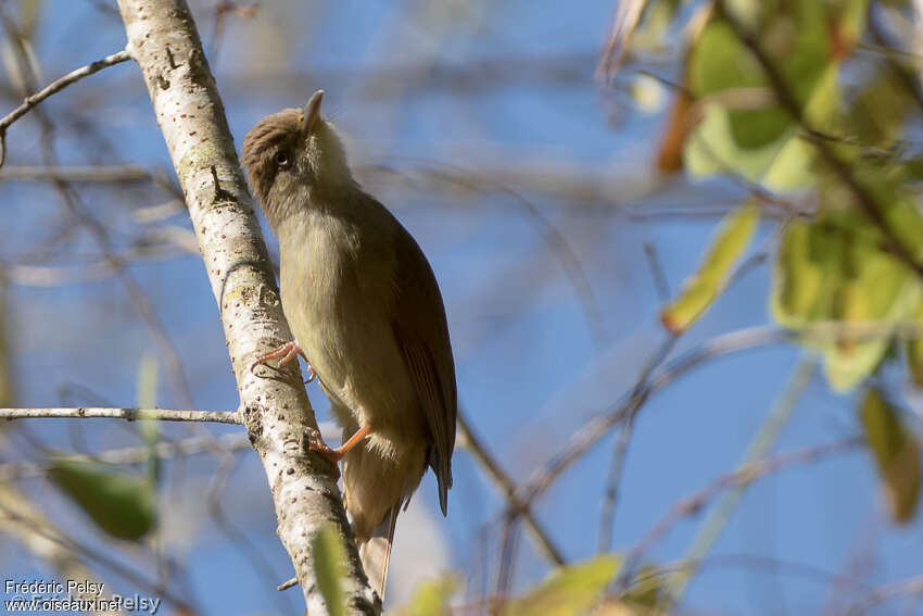 Bulbul d'Oberholseradulte, identification