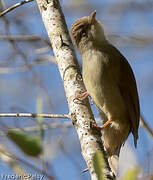 Buff-vented Bulbul