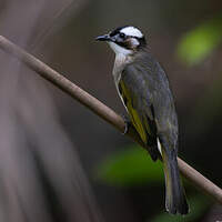 Bulbul de Chine