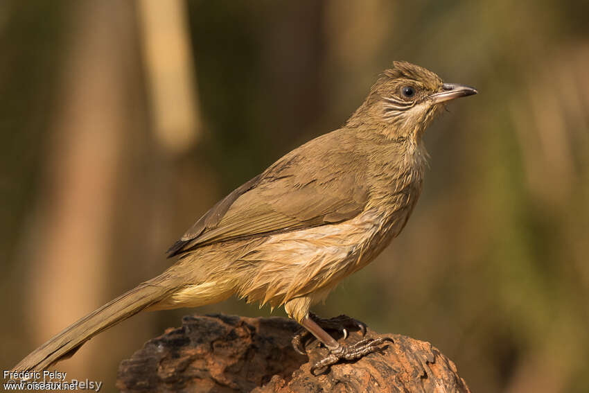 Bulbul de Conradadulte, portrait