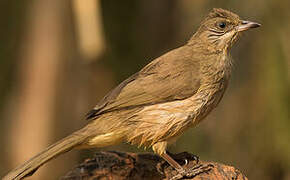 Streak-eared Bulbul