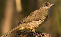 Bulbul de Conrad