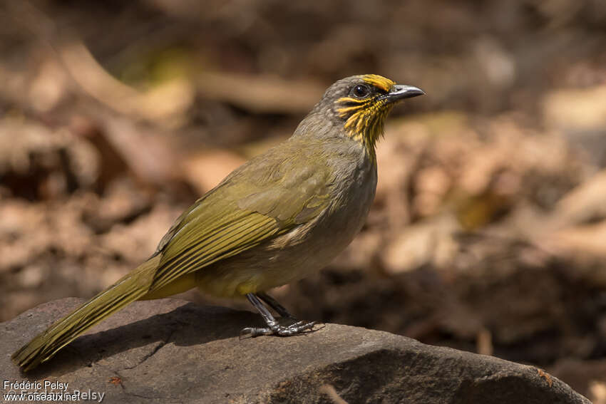 Stripe-throated Bulbuladult, identification