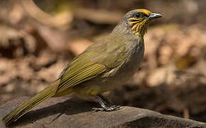 Stripe-throated Bulbul