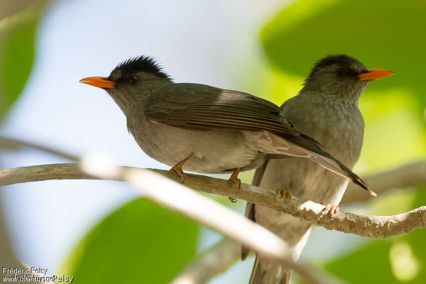 Bulbul de Madagascaradulte