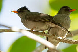 Bulbul de Madagascar