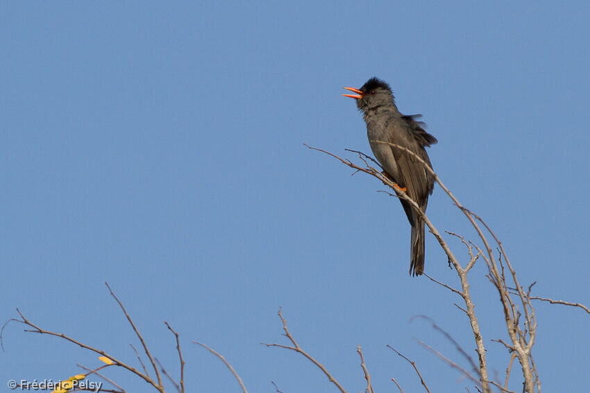 Bulbul de Madagascaradulte