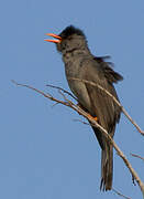 Malagasy Bulbul