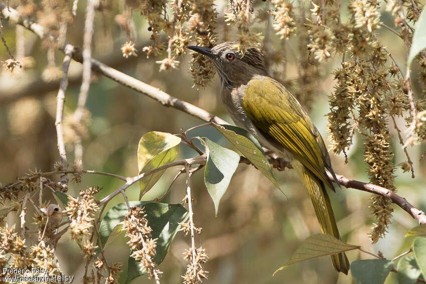 Bulbul de McClellandadulte, identification