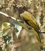 Mountain Bulbul