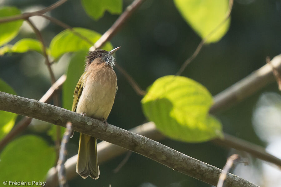 Mountain Bulbul