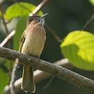 Bulbul de McClelland