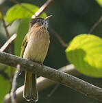 Bulbul de McClelland