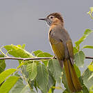 Bulbul de McClelland