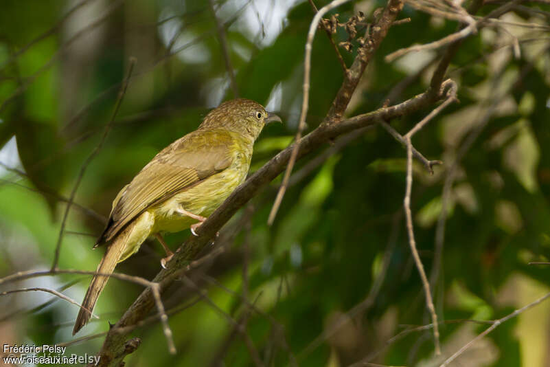 Bulbul de Palawanadulte