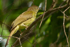 Bulbul de Palawan