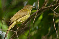 Bulbul de Palawan