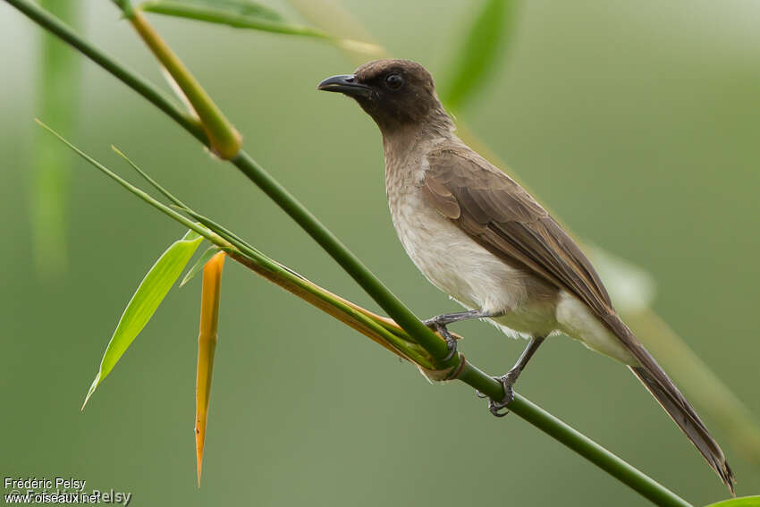 Bulbul des jardinsadulte, identification