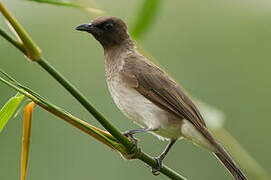 Common Bulbul