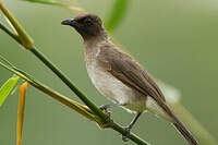 Bulbul des jardins