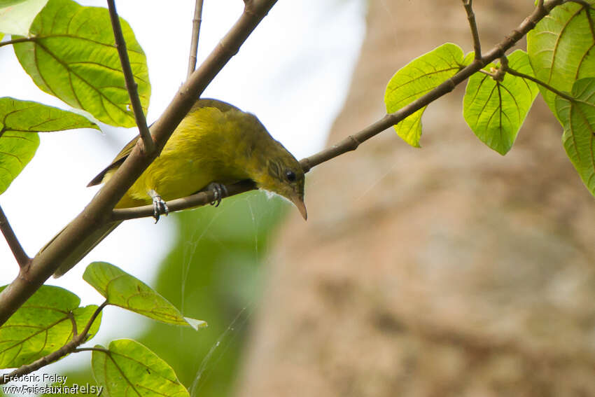 Bulbul doréadulte