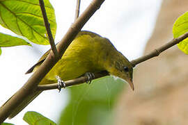 Golden Greenbul