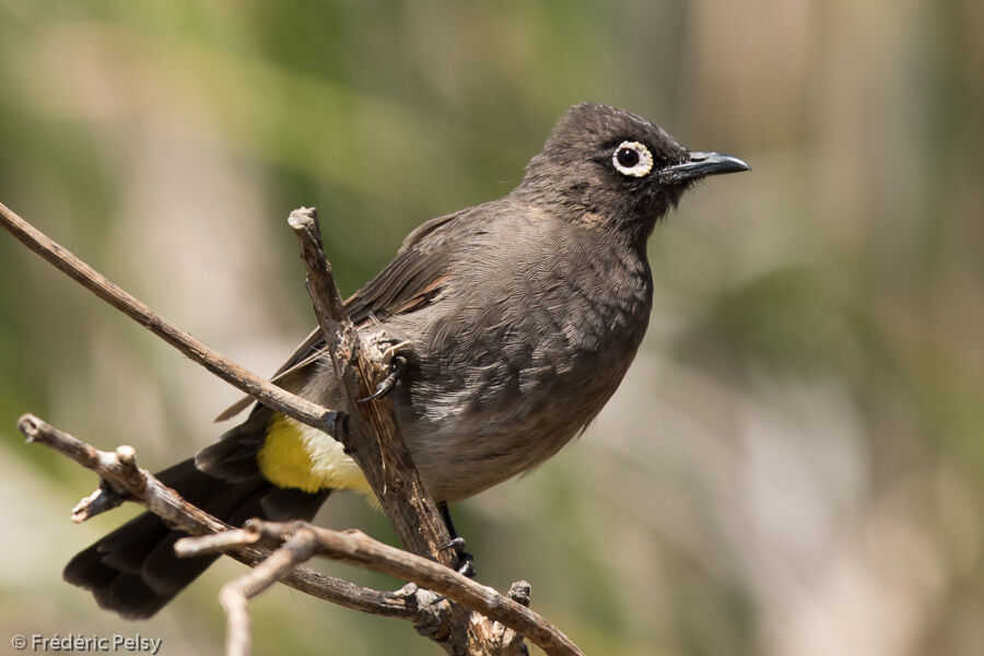 Bulbul du Capadulte