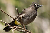 Bulbul du Cap