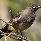 Bulbul du Cap