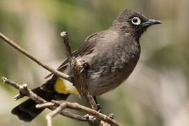 Cape Bulbul