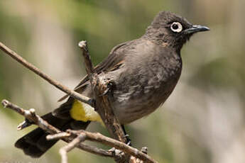 Bulbul du Cap