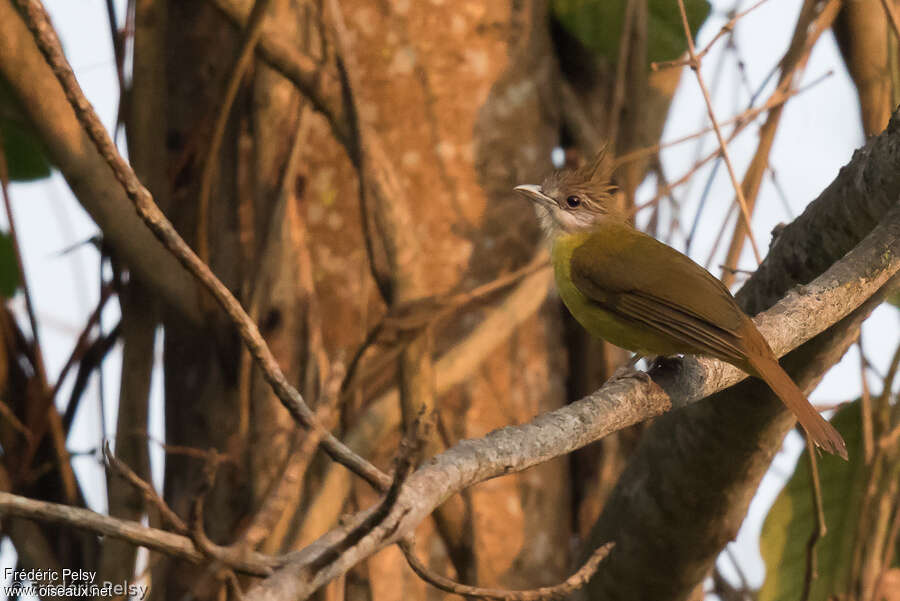 Bulbul flavéoleadulte, identification