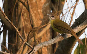 White-throated Bulbul