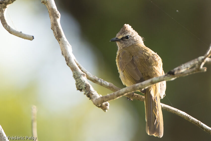 Bulbul flavescentadulte, identification