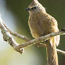 Bulbul flavescent