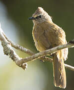 Flavescent Bulbul