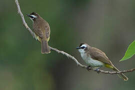 Yellow-vented Bulbul