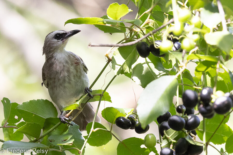 Yellow-vented Bulbul