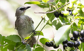 Yellow-vented Bulbul