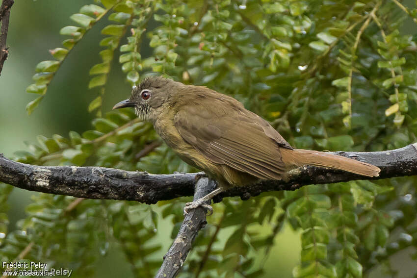 Bulbul gracileadulte, identification