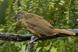 Little Grey Greenbul